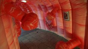 Visite de l'intérieur de votre intestin !