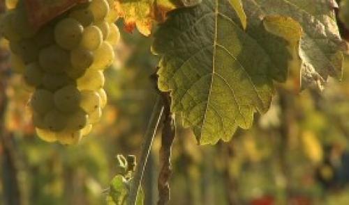 Historique : les premières vendanges de Vin de Liège