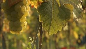 Historique : les premières vendanges de Vin de Liège