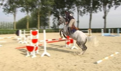 Champion de Belgique 2013 de saut d'obstacle