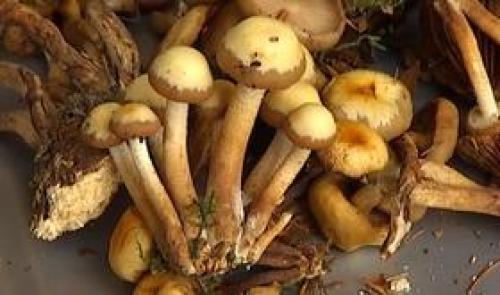 200 espèces de champignons à l'ULG