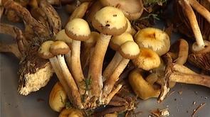 200 espèces de champignons à l'ULG