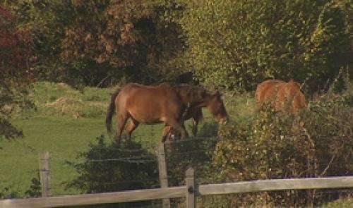 Plusieurs chevaux décédés. Les samares d'érables seraient en cause