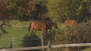 Plusieurs chevaux décédés. Les samares d'érables seraient en cause