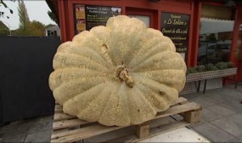 Un potiron de 480 kilos