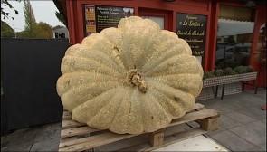 Un potiron de 480 kilos