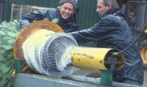 Sapins de Noël : les expéditions ont commencé