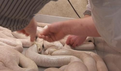 Record : le plus long boudin blanc du monde