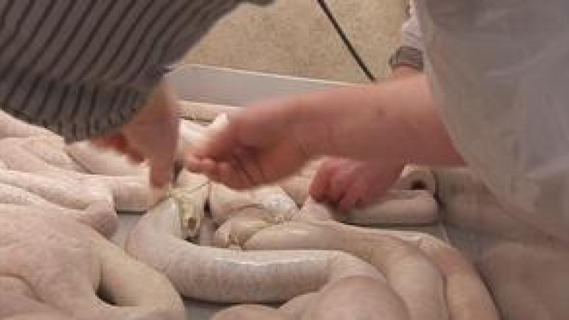 Record : le plus long boudin blanc du monde