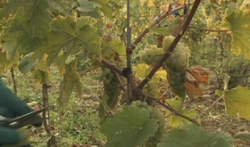 Succès pour le Vin de Liège