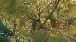 Succès pour le Vin de Liège