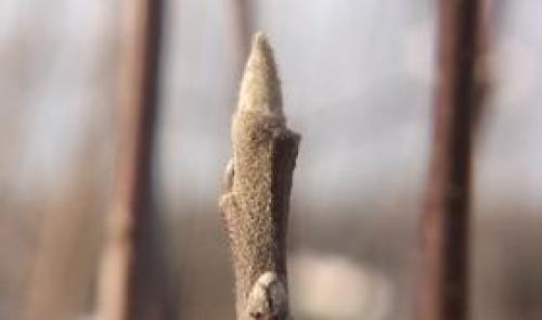 Météo : déjà des bourgeons