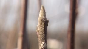 Météo : déjà des bourgeons