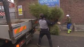 Récolte des sapins de Noël