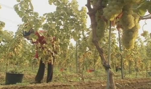 1150 coopérateurs pour  Vin de Liège 