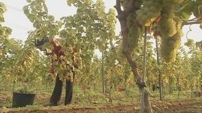 1150 coopérateurs pour  Vin de Liège 