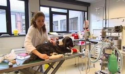 Don de sang pour les chiens