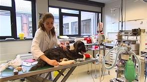 Don de sang pour les chiens
