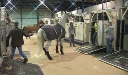 Liège Airport : embarquement de chevaux de sport
