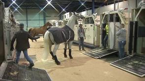 Liège Airport : embarquement de chevaux de sport