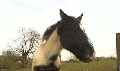 Oupeye taxe chevaux et piscines