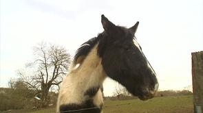 Oupeye taxe chevaux et piscines
