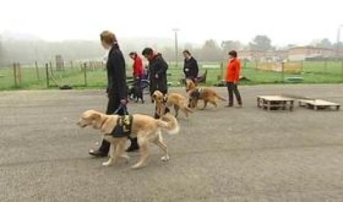 Os'mose forme les chiens d'aide