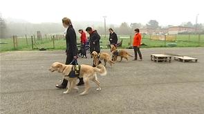 Os'mose forme les chiens d'aide
