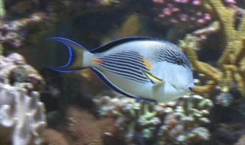 Aquarium de Liège : labellisé 4 soleils