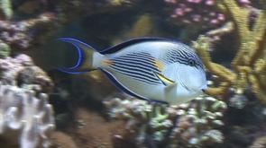 Aquarium de Liège : labellisé 4 soleils