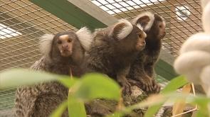 Mont Mosan : nouvelle saison et nouveaux animaux