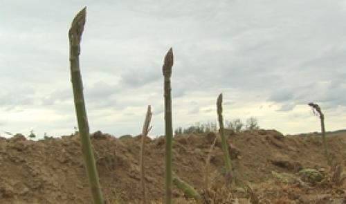 La récolte des asperges avec 3 semaines d'avance