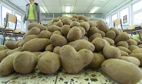 Défi solidaire : la patate a du coeur