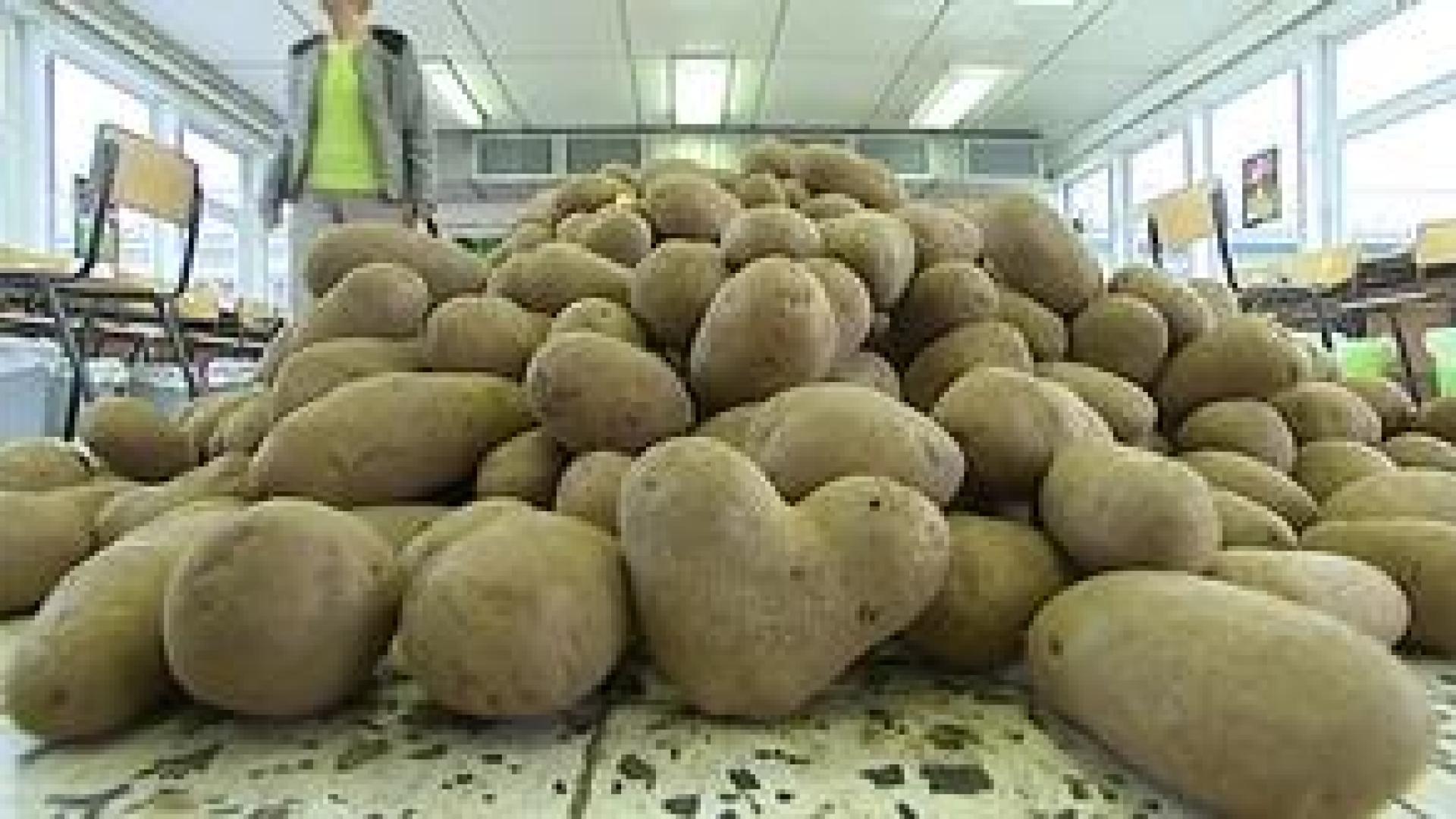 Défi solidaire : la patate a du coeur
