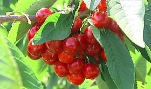Fortes pluies: les cerises ont souffert