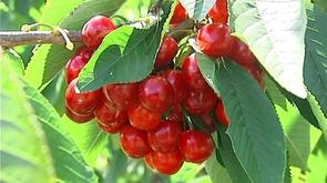 Fortes pluies: les cerises ont souffert