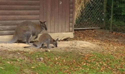 Huy : le Mont Mosan accueille un petit wallaby