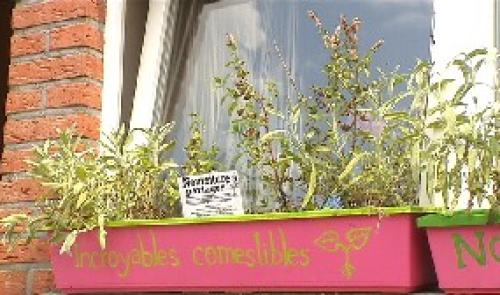 Flémalle : fruits, légumes et partage