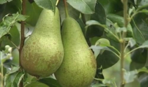 Embargo : les fruiticulteurs inquiets