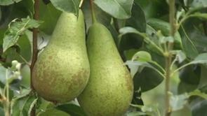 Embargo : les fruiticulteurs inquiets