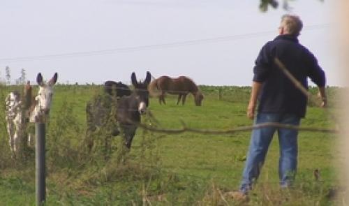 Portes ouvertes aux chevaux du Marais