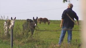 Portes ouvertes aux chevaux du Marais