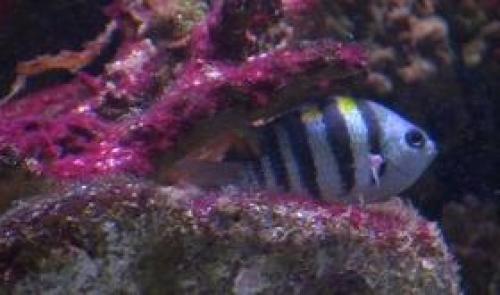 Record d'affluence à l'Aquarium de Liège