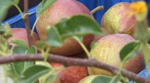 Embargo russe:comment se portent les producteurs?