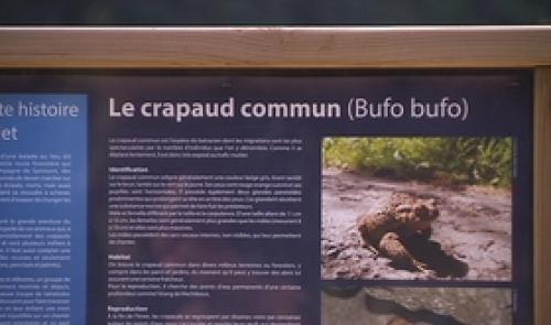 Sprimont : le crapauduc du Wachibou