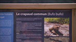 Sprimont : le crapauduc du Wachibou