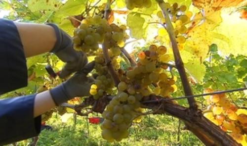 Vins de Liège : premières grandes vendanges