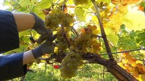 Vins de Liège : premières grandes vendanges