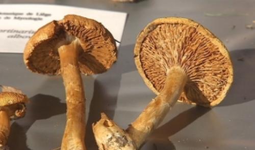 Une exposition de champignons