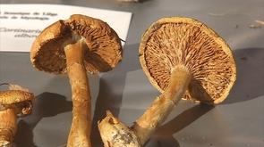 Une exposition de champignons